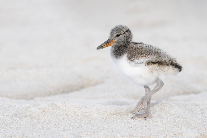 American-Oyerscatcher-3200-chick-on-sand-ridge-_DSC7090-Nickerson-Beach-Long-Island-NY