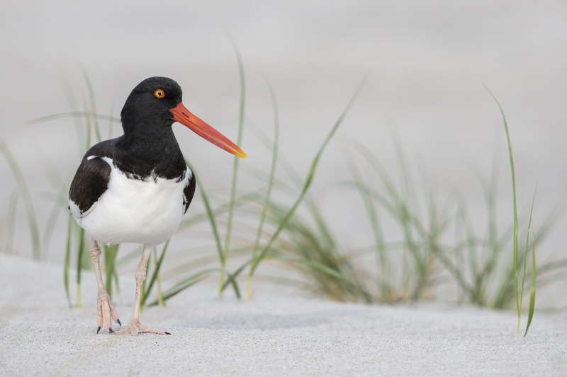 American-Oystercatcher-3200-in-beach-grasses-_DSC6756-Nickerson-Beach-Long-Island-NY