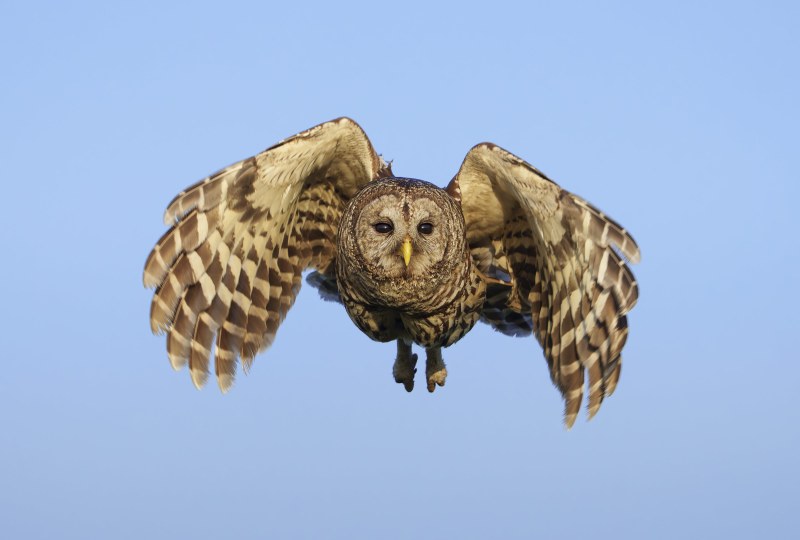 Barred-Owl-3200-flying-right-down-the-lens-barrel-_DSC5222Indian-Lake-Estates-Florida
