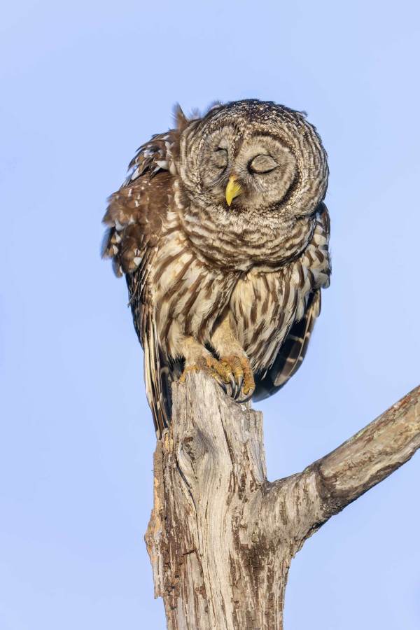 Barred-Owl-3200-looking-coy-_DSC6982-Indian-Lake-Estates-FL