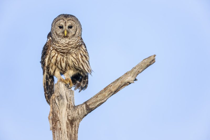 Barred-Owl-3200-on-perch-_DSC7064-Indian-Lake-Estates-FL