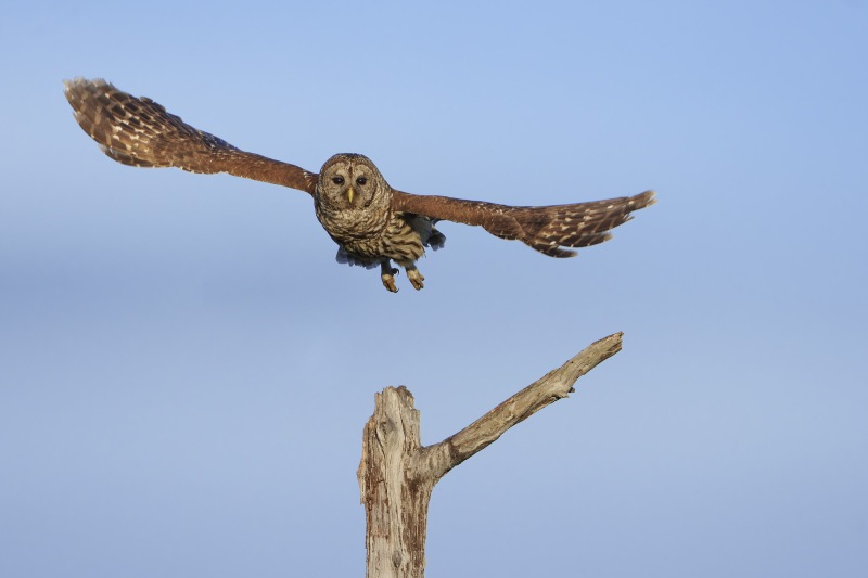 Barred-Owl-3200-taking-flight-BOB-_DSC5183Indian-Lake-Estates-Florida