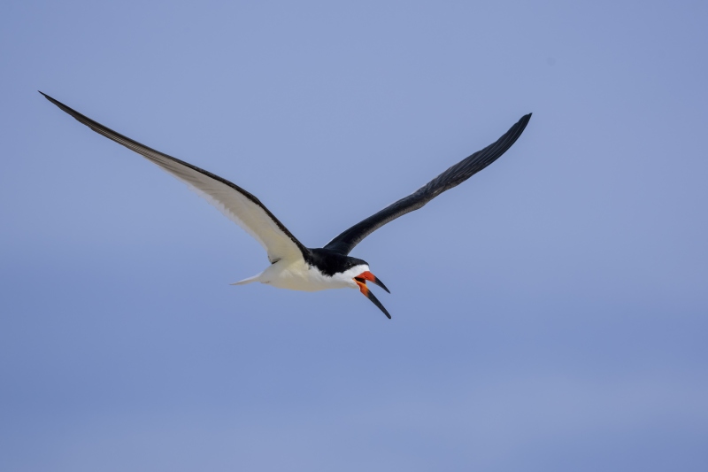 Black-Skimmer-3200-calliing-in-flight-_DSC7769-Nickerson-Beach-Long-Island-NY