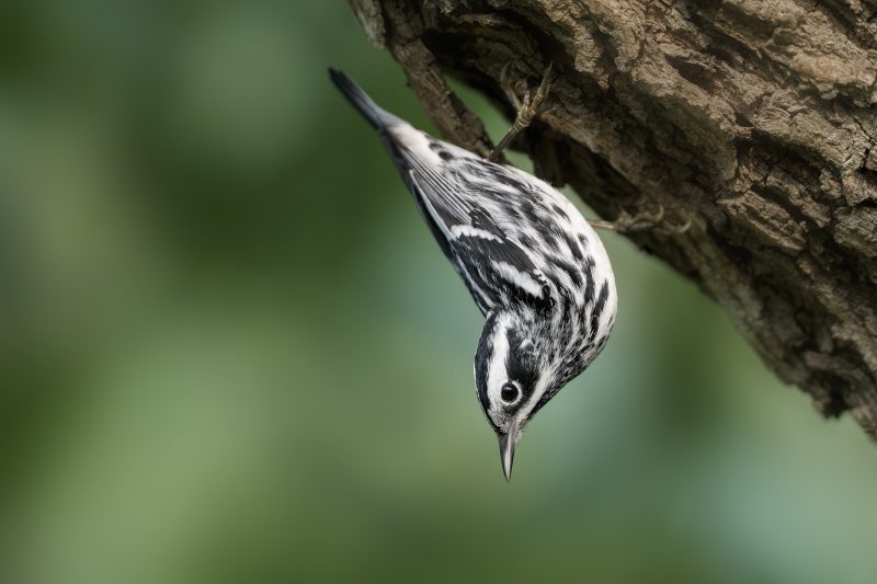 Black-and-White-Warbler-3200-male-gleaning-bugs-_DSC7344-South-Padre-Island-TX-