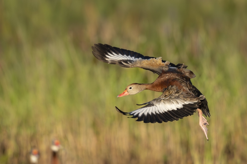 Black-bellied-Whislting-Duck-3200-landing-with-friends-_DSC5378-Indian-Lake-Estates-FL-