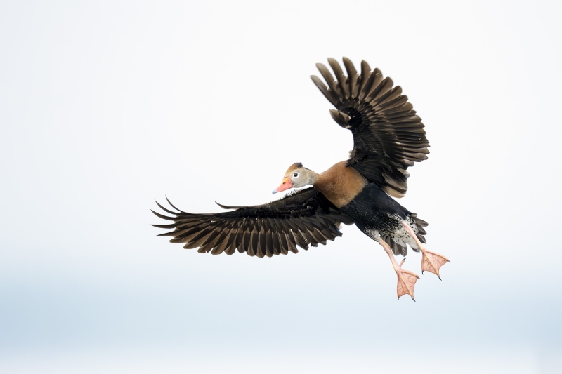 Black-bellied-Whistling-Duck-3200-braking-to-land-_DSC9556-Indian-Lake-Estates-FL-2
