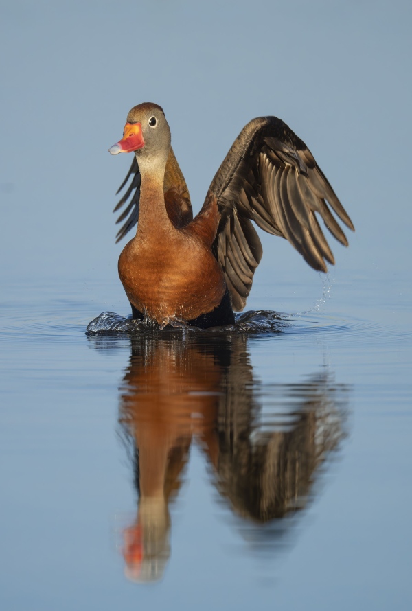 Black-bellied-Whistling-Duck-3200-taking-flight-_DSC6700-Indian-Lake-Estates-FL-