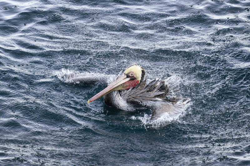 Brown-Pelican-3200-Pacific-race-bathing-_DSC1357-La-Jolla-CA