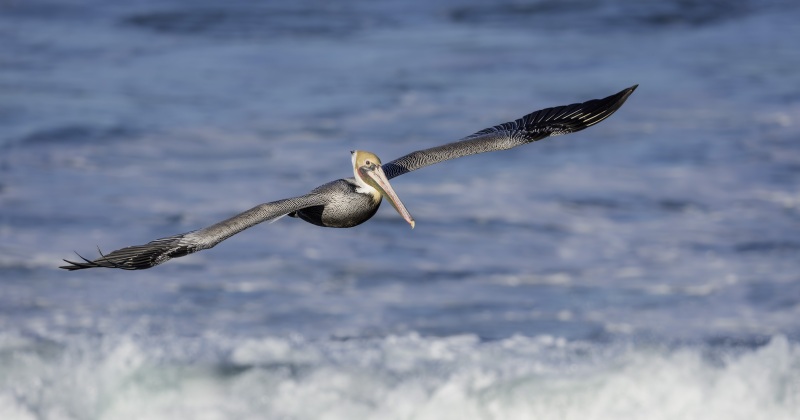Brown-Pelican-3200-Pacific-race-in-flight-above-breaking-wave-_DSC5310-La-Jolla-CA