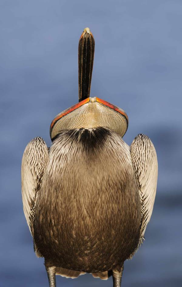 Brown-Pelican-3200-bill-cleaning-LESS-MAGENTA-_DSC6481-La-Jolla-CA