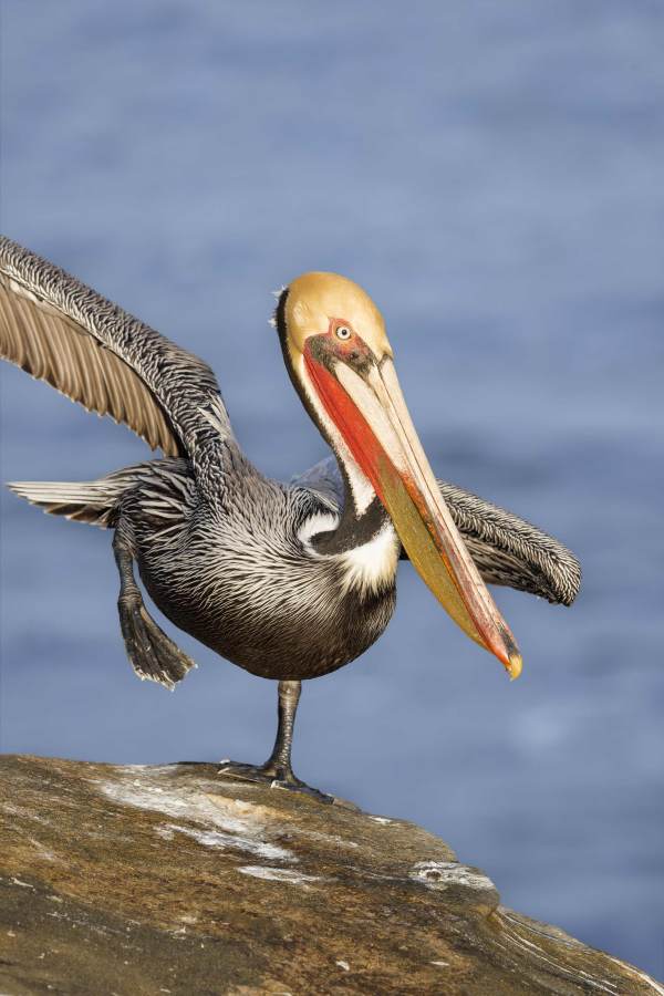 Brown-Pelican-Pacific-3200-race-breeding-plumage-stretching-_DSC6680-La-Jolla-CA
