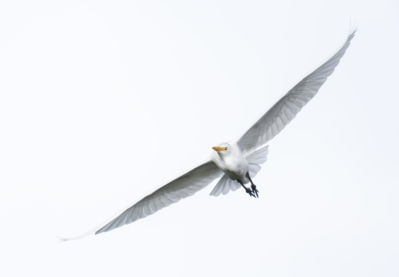 Cattle-Egret-3200-in-flight-840mm-_DSC9536-Stick-Marsh-Fellsmere-FL-