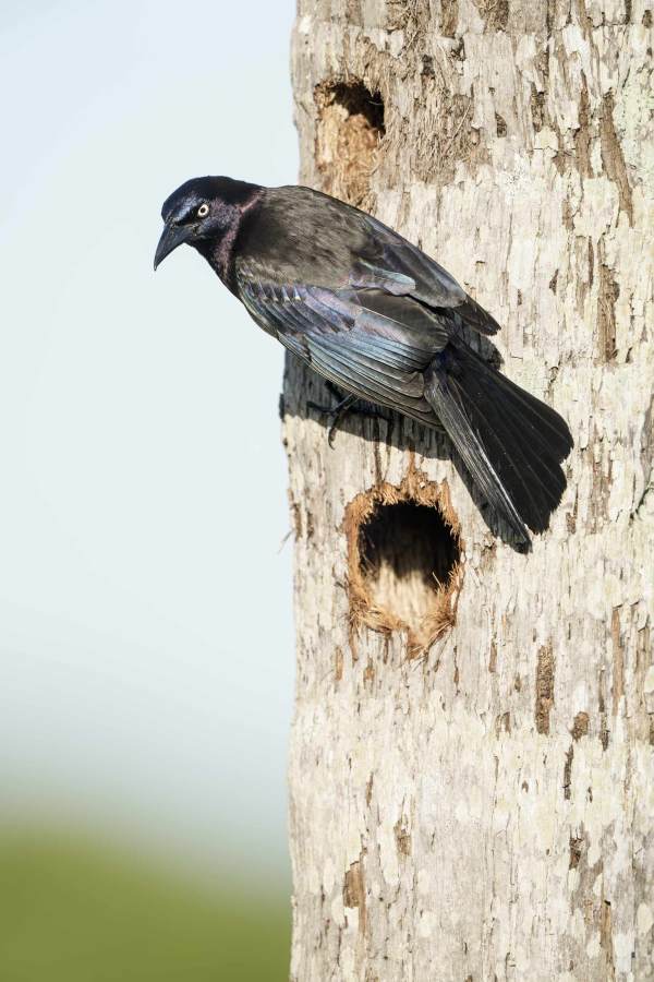 Common-Grackle-3200-investigating-woodpeckers-cavities-in-cabbage-palm-stump-_DSC4424-Indian-Lake-Estates-FL-