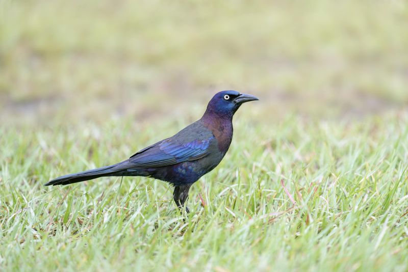 Common-Grackle-Florida-3200-_DSC3768-Indian-Lake-Estates-FL-
