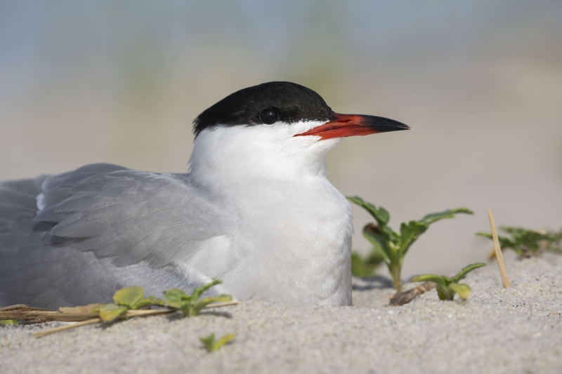Common-Tern-3200-on-scrape-nest-w-2-eggs-_DSC7469-Nickerson-Beach-Long-Island-NY