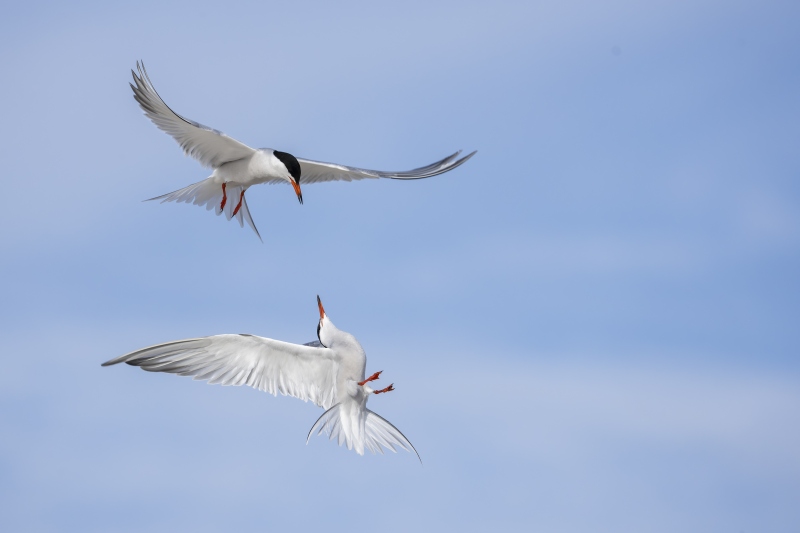 Common-Terns-3200-squabbling-_DSC7303-Nickerson-Beach-Long-Island-NY