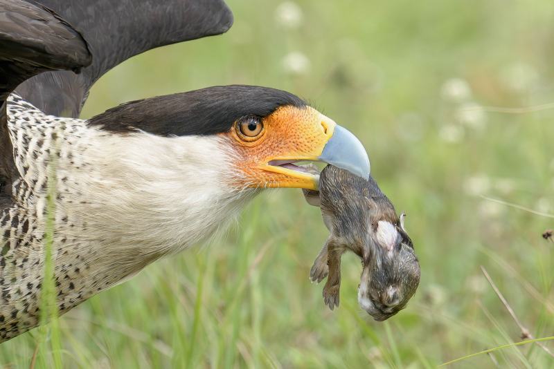 Crested-Caracara-3200-with-baby-rabbit-_DSC3918-Indian-Lake-Estates-FL-