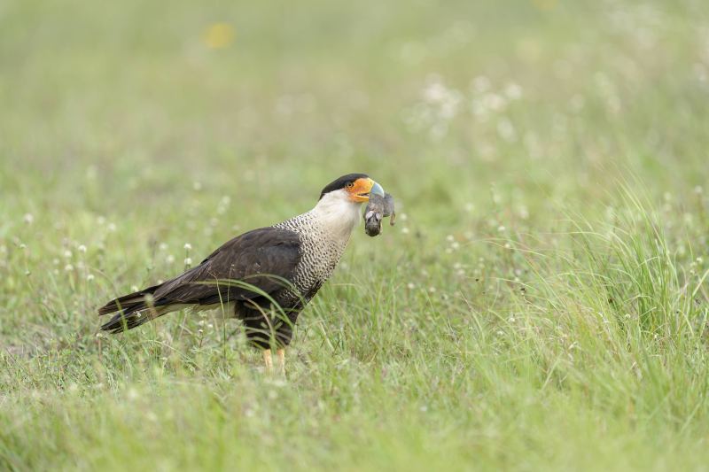 Crested-Caracara-3200-with-baby-rabbit-carcass-_DSC3906-Indian-Lake-Estates-FL-