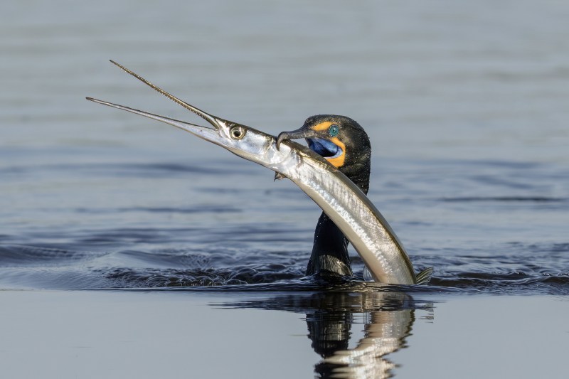 Double-crested-Cormorant-3200-with-Atlantic-Needlefish-tight-crop-_DSC1470-Stick-Marsh-Fellsmere-FL-