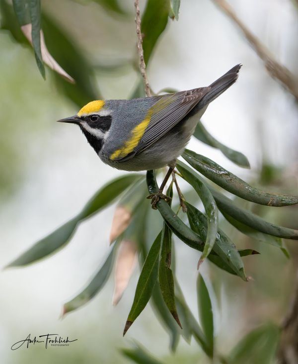 Golden-Winged-Warbler_Anke-Frohlich_DSC8665