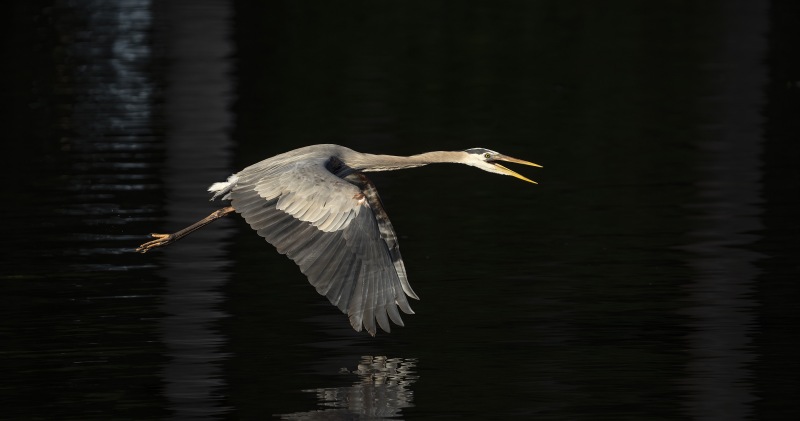 Great-Blue-Heron-3200-PANO-calling-in-flight-BOB-_DSC8935Stick-Marsh-Florida