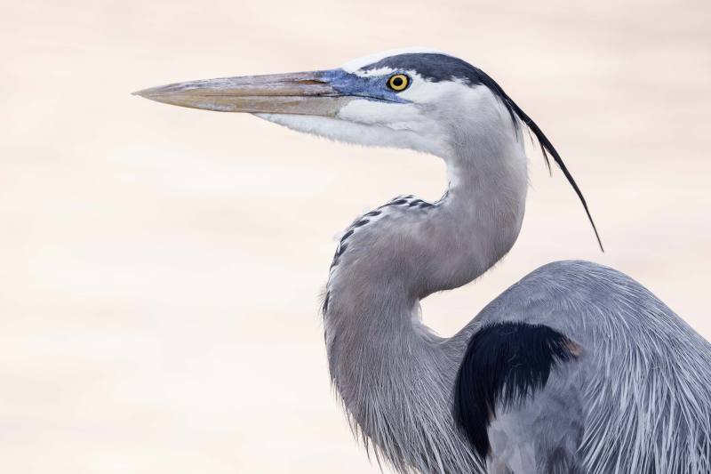 Great-Blue-Heron-3200-at-dusk-_DSC8733-Stick-Marsh-Fellsmere-FL