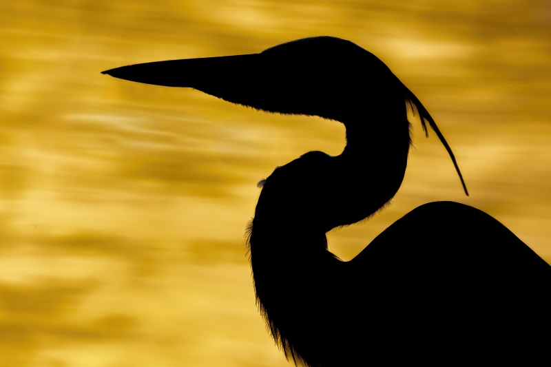 Great-Blue-Heron-3200-at-dusk-golden-SILH-_DSC8733-Stick-Marsh-Fellsmere-FL-2