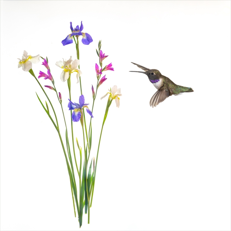 Home-_A1B2815-Hummingbirdtif-copy
