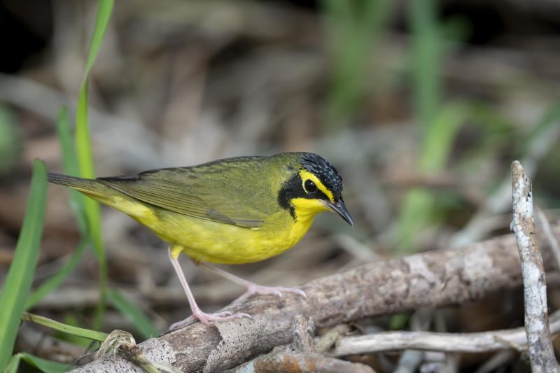 Kentucky-Warbler-3200-male-_DSC6995-South-Padre-Island-TX-
