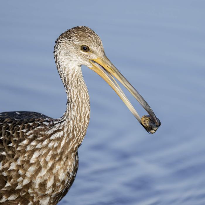 Limpkiin-3200-with-freshwater-clam-_DSC1279-Stick-Marsh-Fellsmere-FL-