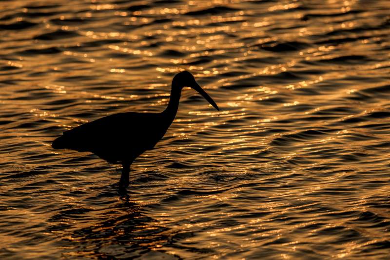 Limpkin-3200-at-sunset-_DSC6436-Stick-Marsh-Fellsmere-FL-
