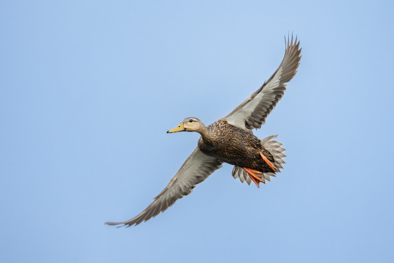 Mottled-Duck-3200-drake-in-flight-_DSC8803-Indian-Lake-Estates-FL-2