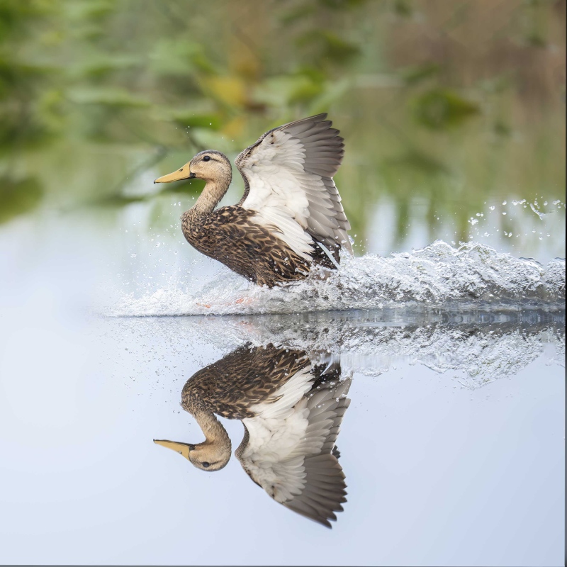 Mottled-Duck-3200-drake-skidding-to-a-landing-_DSC8910-Indian-Lake-Estates-FL-