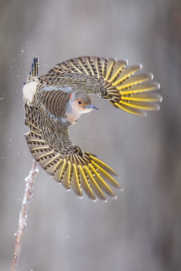 Norther-Flicker-3200-KEVIN-female-taking-flight-_DSC9009