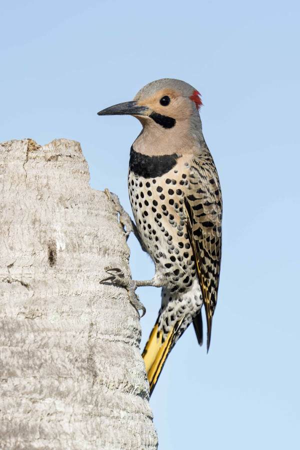 Northern-Flicker-3200-male-at-nest-tree-_DSC5229-Indian-Lake-Estates-FL-