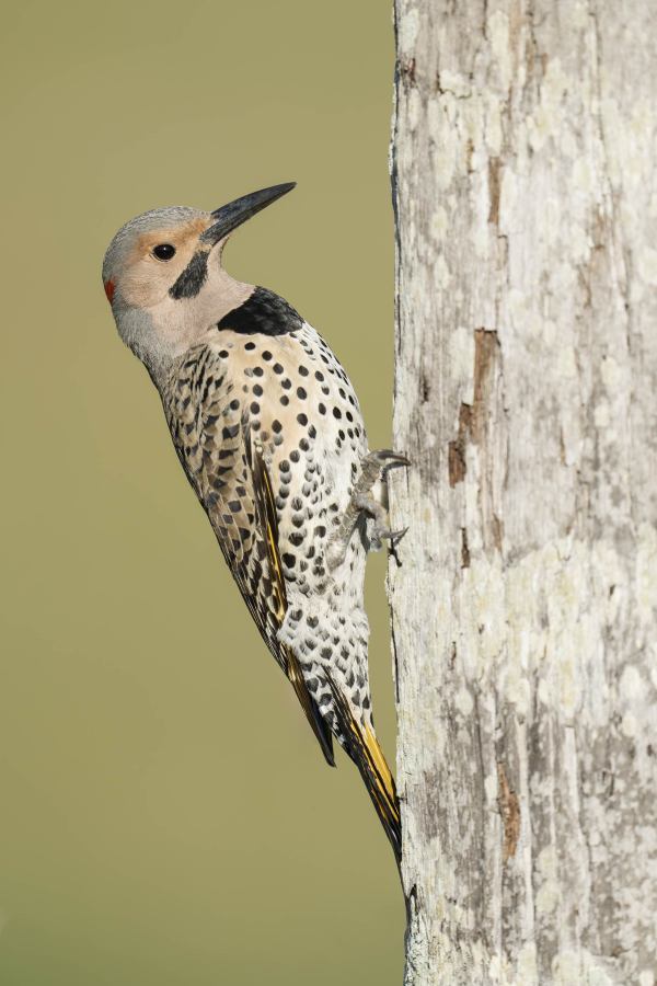 Northern-Flicker-3200-male-at-nest-tree-_DSC6865-Indian-Lake-Estates-FL-