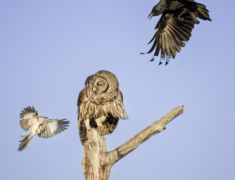 Northern-Mockingbird-3000-and-Fish-Crow-harrassing-Barred-Owl-_DSC3759-Indian-Lake-Estates-FL