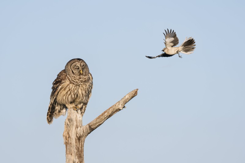 Northern-Mockingbird-3200-harrassing-Barred-Owl-_DSC7560-Indian-Lake-Estates-FL-