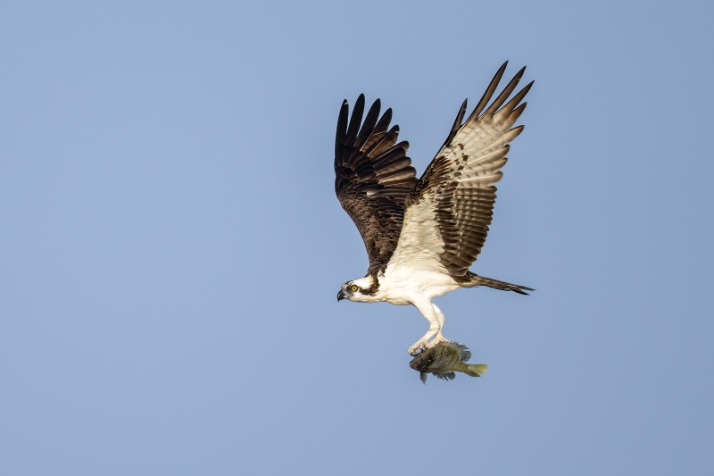 Osprey-2800-in-flight-with-Bluegill-_DSC7816-Indian-Lake-Estates-FL-