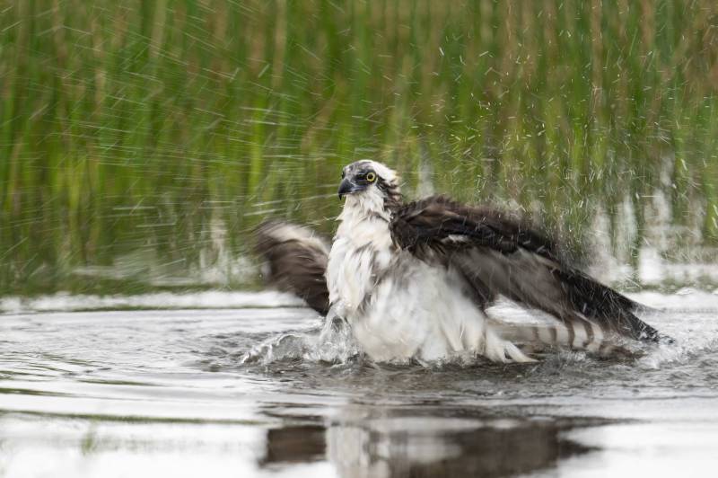 Osprey-3200-bathing-_DSC3118-Indian-Lake-Estates-FL-