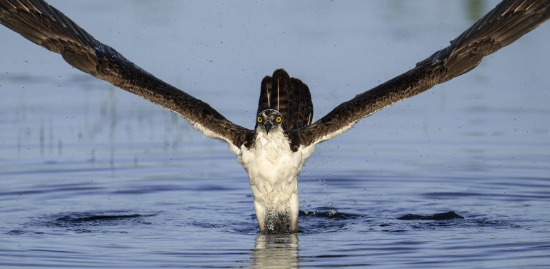 Osprey-3200-flapping-after-bath-_DSC0871-Indian-Lake-Estates-FL-