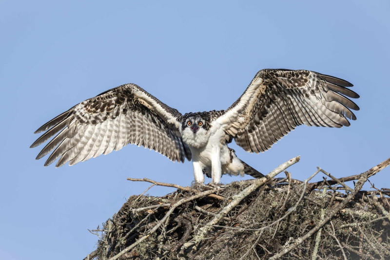 Osprey-3200-juvenile-male-exercising-wings-_DSC5786-Indian-Lake-Estates-FL-