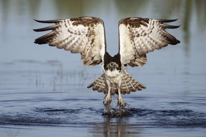 Osprey-3200-taking-flight-after-bath-_DSC0875-Indian-Lake-Estates-FL-