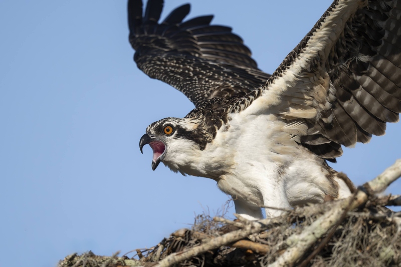 Osprey-Nearly-fledged-3200-screaming-_DSC6124-Indian-Lake-Estates-FL-