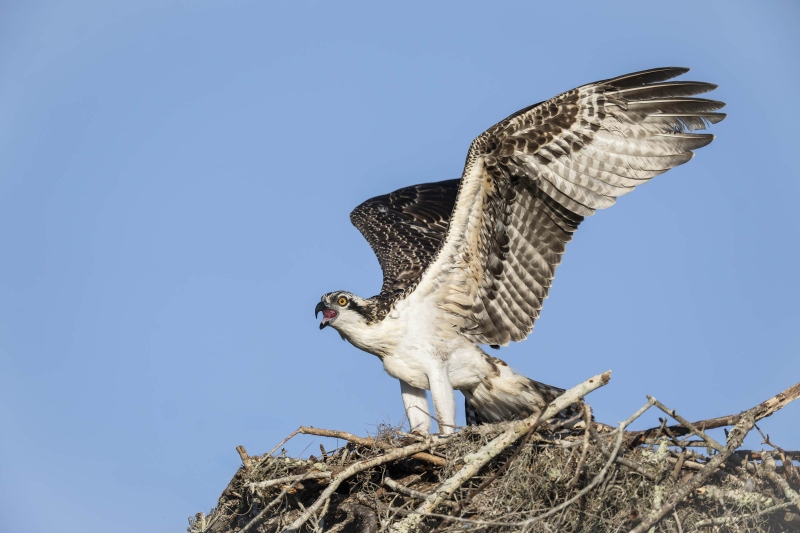 Osrprey-3200-A-large-female-chick-exercising-wings-_DSC5521-Indian-Lake-Estates-FL-