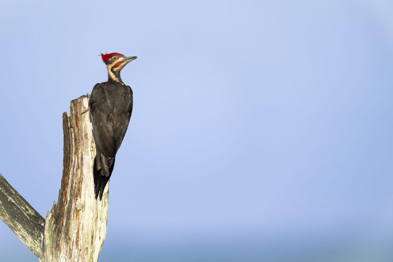 Pileated-Woodpecker-3200-female-on-Bob-Eastmans-v-perch-_DSC2083-Indian-Lake-Estates-FL-