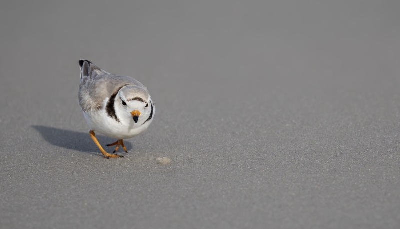 Piping-Plover-3200-male-foraging-_DSC7176-Nickerson-Beach-Long-Island-NY