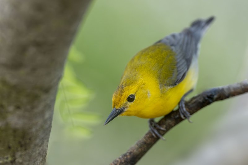 Prothonotary-Warbler-3200-male-hunting-bugs-_DSC7118-South-Padre-Island-TX-