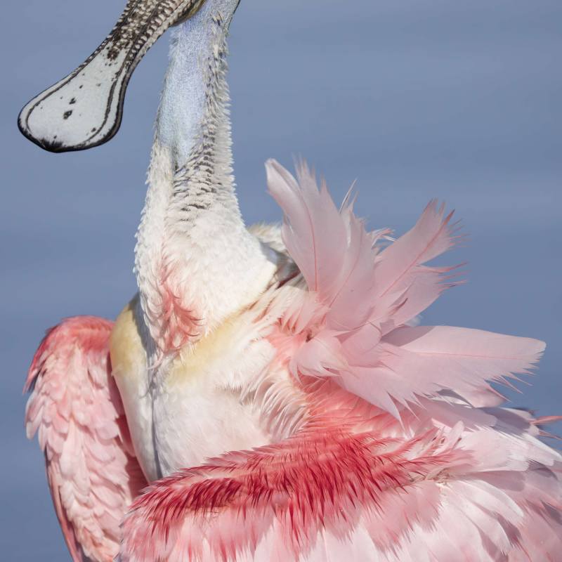Roseate-Spoonbill-3000-splayed-feathers-_DSC6075-Stick-Marsh-Fellsmere-FL-