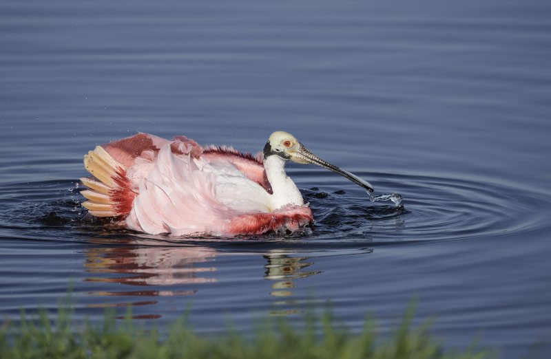 Roseate-Spoonbill-3200-bathing-_DSC4660-Stick-Marsh-Fellsmere-FL-